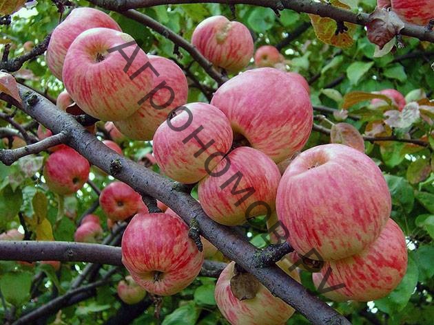 Дерево-сад (5 летка) яблоня 2 сорта Мелба - Яблочный спас - фото 1