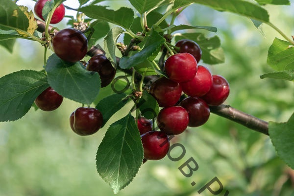 Дерево-сад вишня 2 сорта Жуковская - Факел - купить саженцы с доставкой вМоскве и области, цена от 5 808 руб. в интернет-магазине \