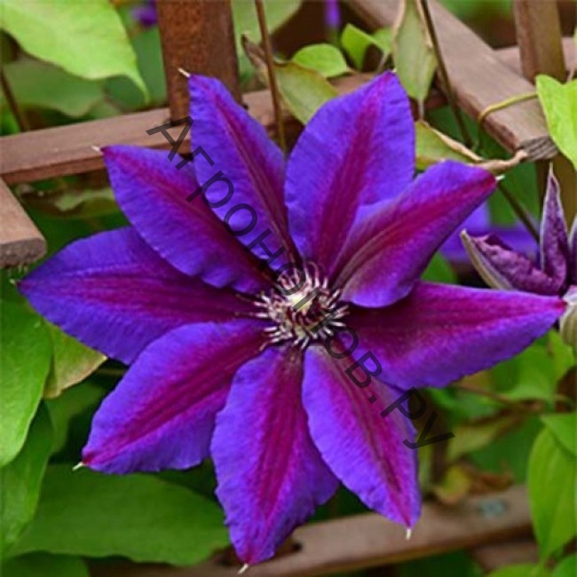 Клематис крупноцветковый Вайлдфаер - фото 1