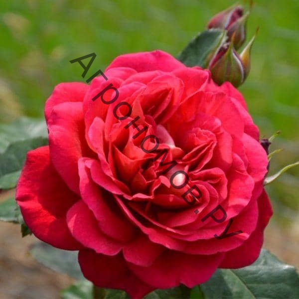 Роза Мона Лиза штамб  - фото 1