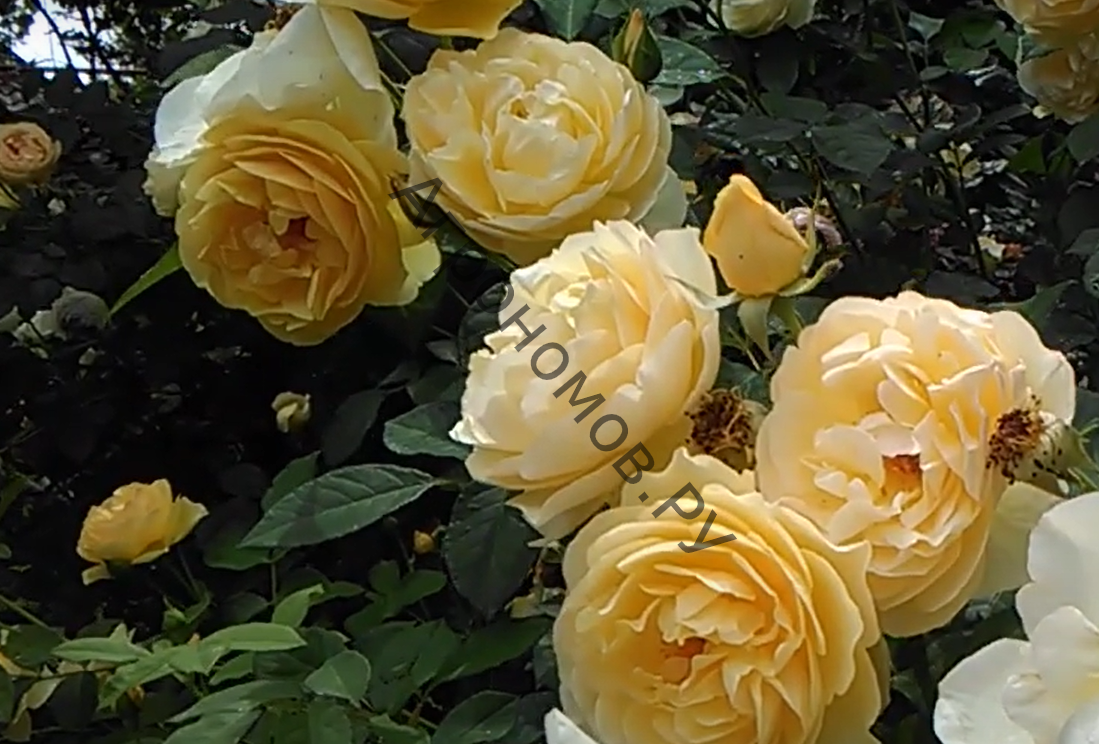 Роза английская Грэхэм Томас  - фото 1