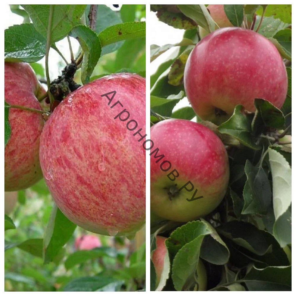 Дерево-сад (2-3 летка) яблоня 2 сорта Коричное полосатое - Мелба - фото 1