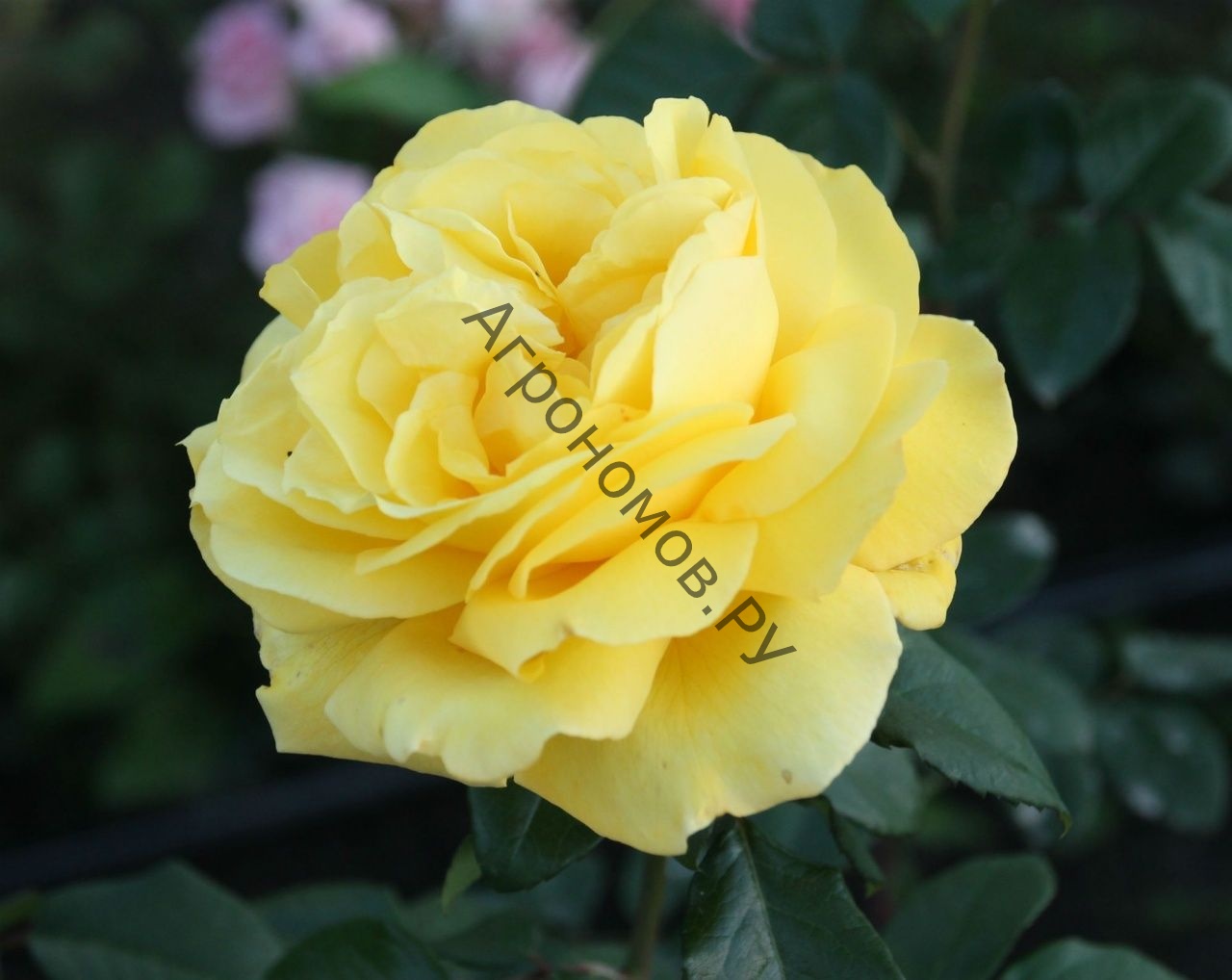 Роза чайно-гибридная Тулуз Лаутрек - фото 1