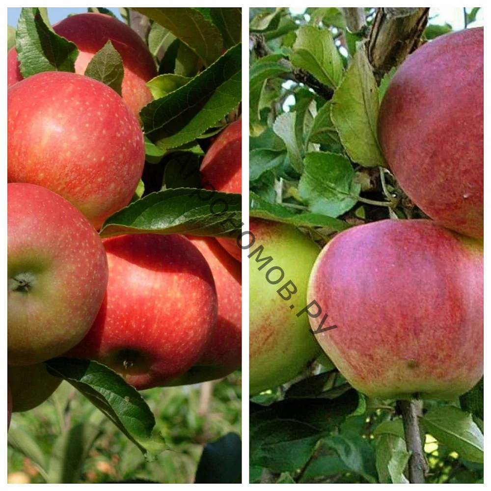 Дерево-сад (2-3 летка) яблоня 2 сорта Вишневое - Уэлси - фото 1