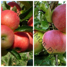 Дерево-сад (2-3 летка) яблоня 2 сорта Вишневое - Уэлси