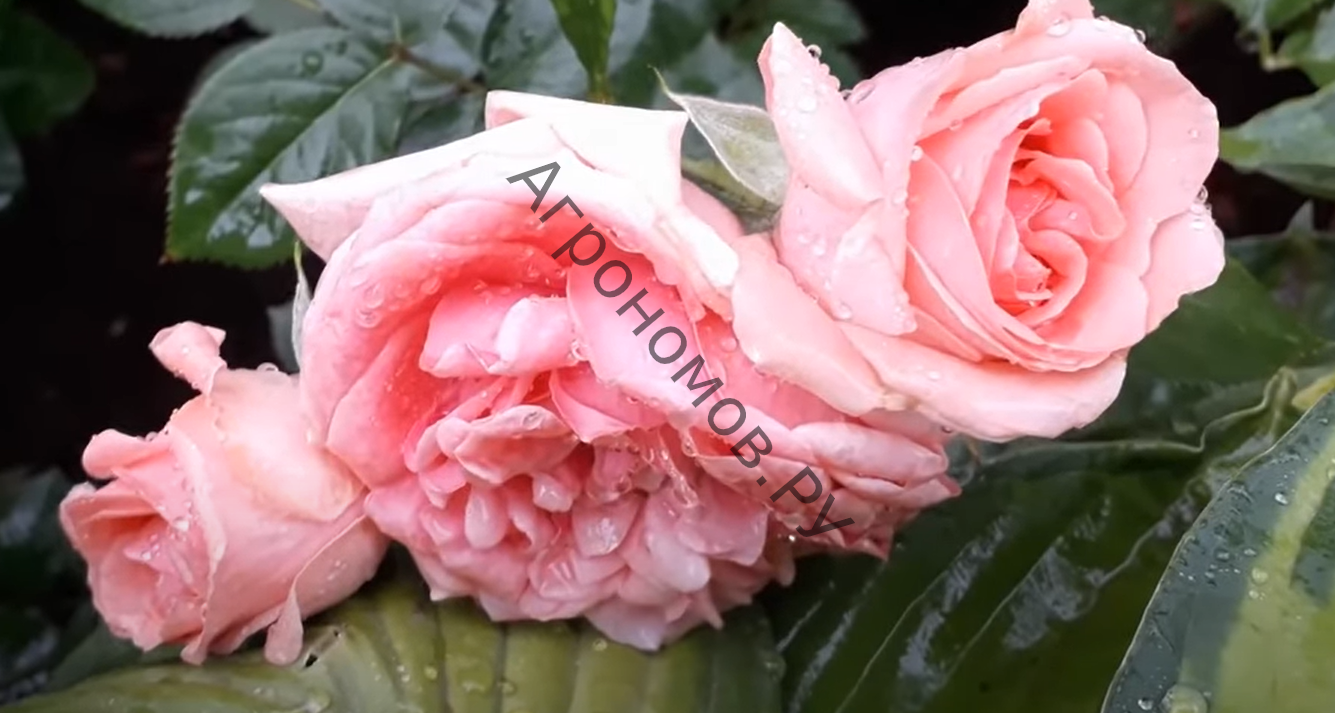 Роза флорибунда Кимоно - фото 1