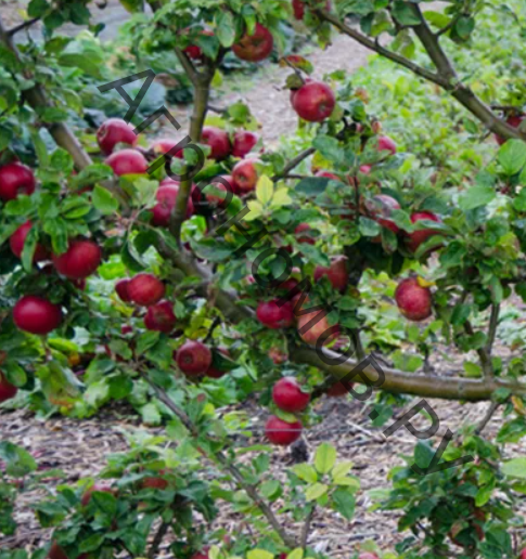 Яблоня пальметта на шпалере ком - фото 1