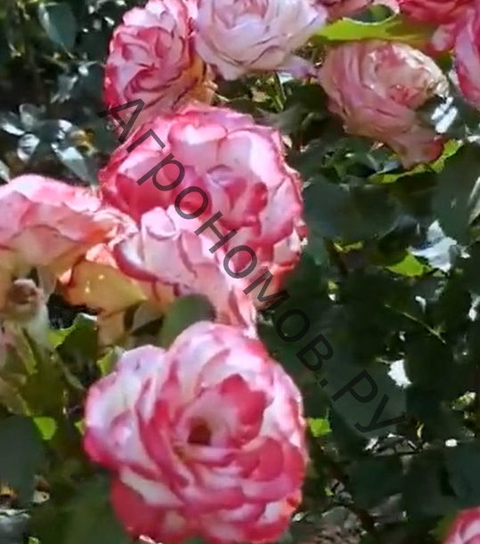 Роза флорибунда Мейян Жюбиле дю Принц де Монако - фото 1