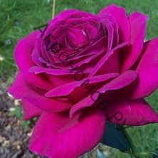 Роза чайно-гибридная Биг Пёпл