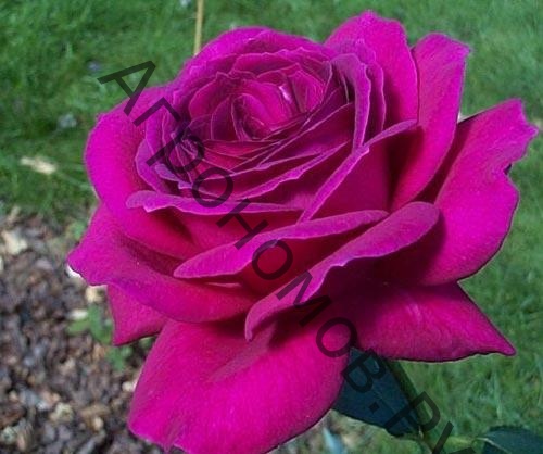 Роза чайно-гибридная Биг Пёпл - фото 1