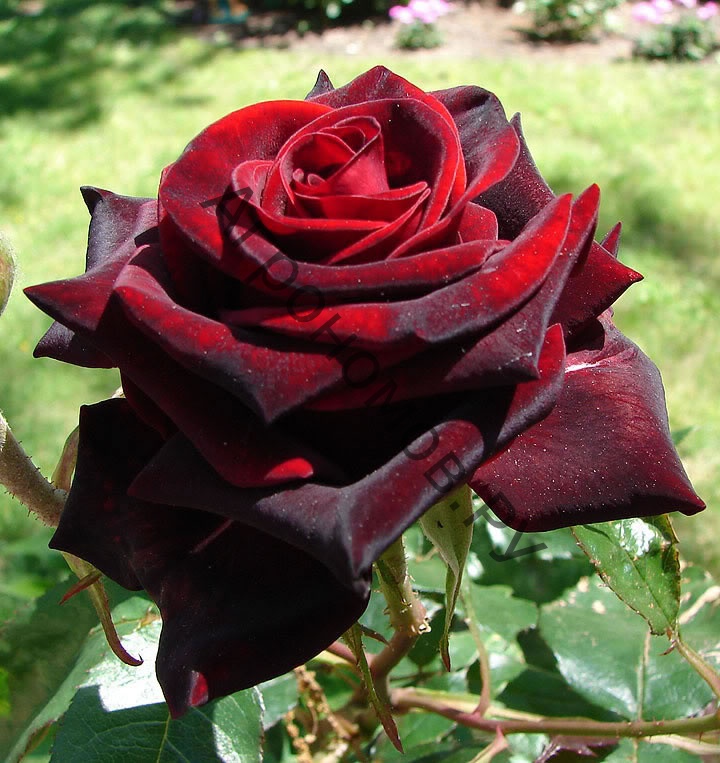 Роза чайно-гибридная Черная Магия - фото 1