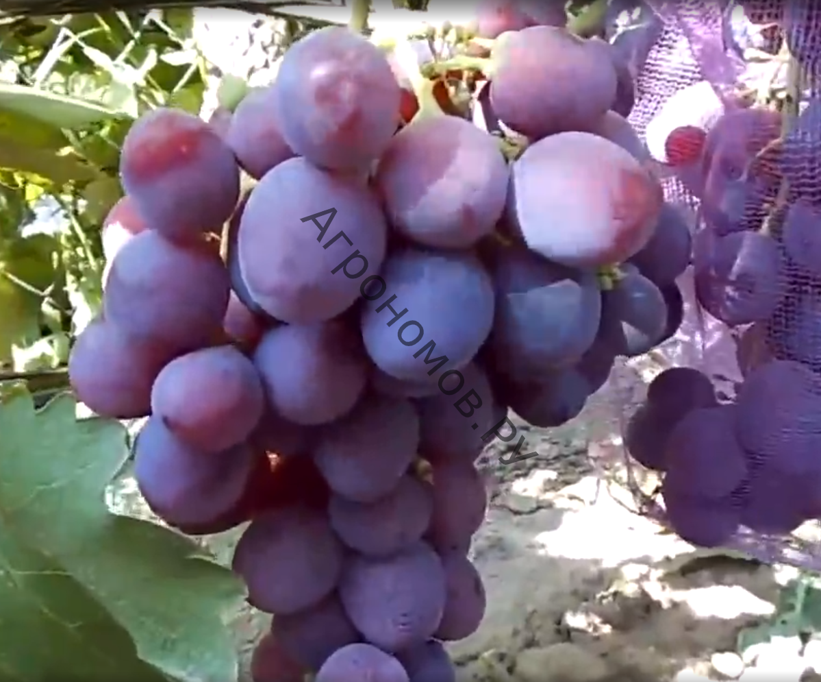 Виноград плодовый Рошфор  - фото 1
