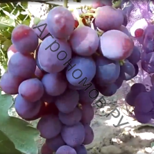 Виноград плодовый Рошфор 