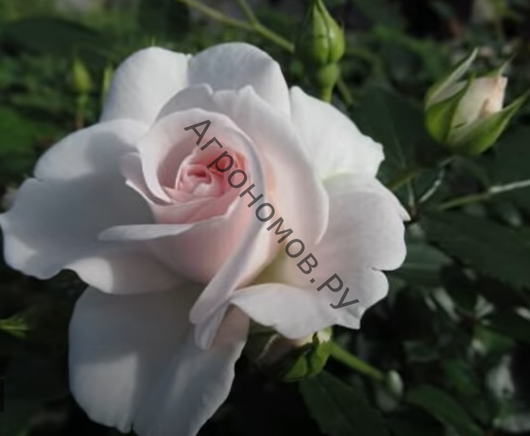 Роза флорибунда Кристалперл - фото 1