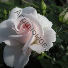 Роза флорибунда Кристалперл