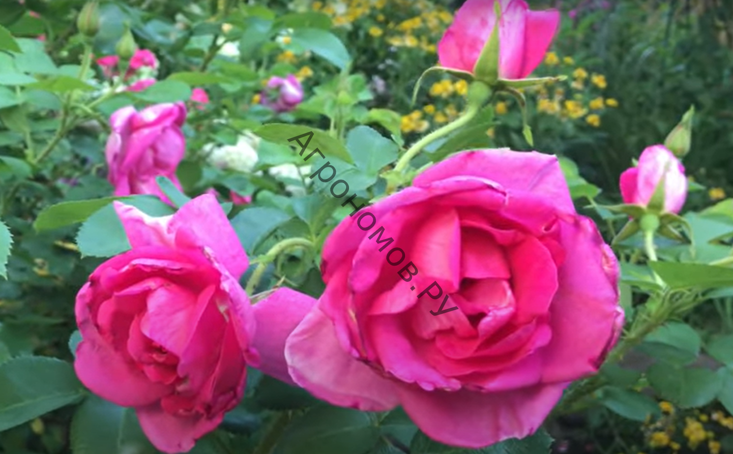 Роза флорибунда Джой - фото 1