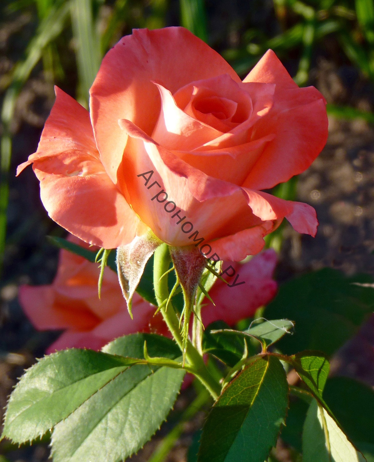 Роза чайно-гибридная Султан - фото 1