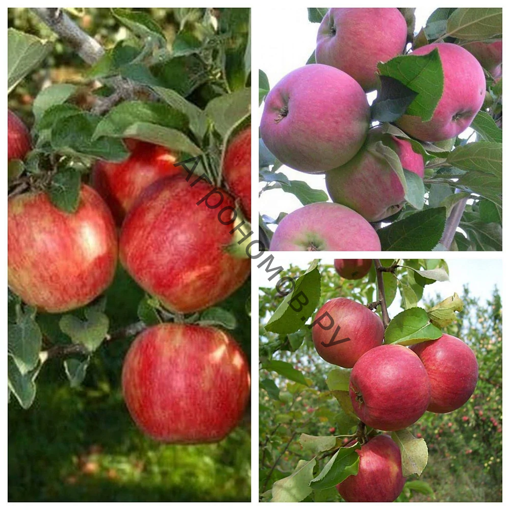 Дерево-сад (3-4 летка) яблоня 3 сорта Хоней Крисп - Мантет - Жигулевское - фото 1