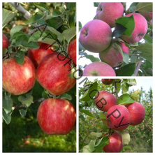 Дерево-сад (3-4 летка) яблоня 3 сорта Хоней Крисп - Мантет - Жигулевское