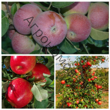 Дерево-сад (5 летка) яблоня 3 сорта Кандиль орловский - Мелба - Россошанское багряное