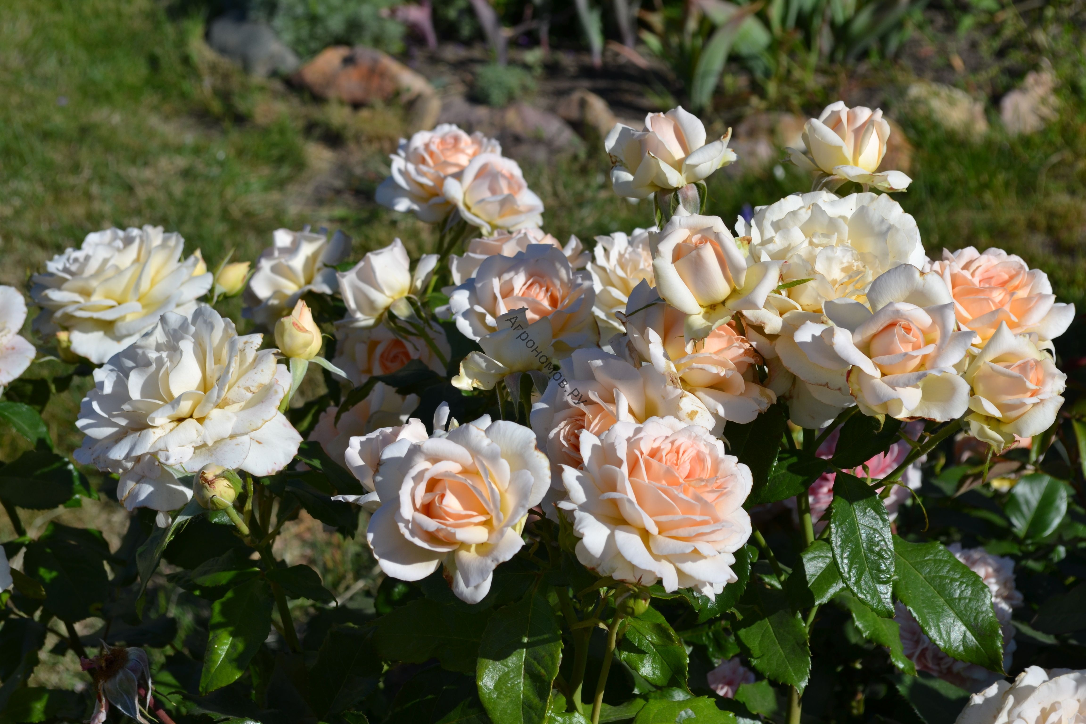 Роза чайно-гибридная Чандос Бьюти - фото 1