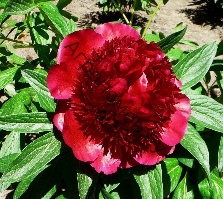 Пион молочноцветковый Ред Спайдер - фото 1