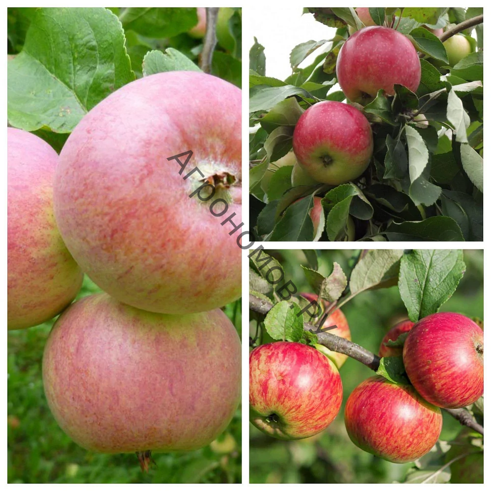 Дерево-сад (2-3летка) яблоня 3 сорта Грушовка Московская - Мелба - Медуница - фото 1