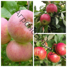 Дерево-сад (2-3летка) яблоня 3 сорта Грушовка Московская - Мелба - Медуница