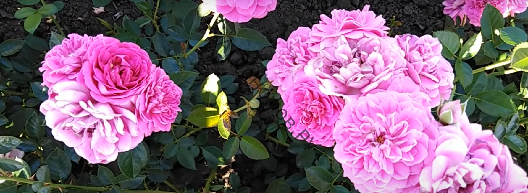 Роза парковая Блю Бой - фото 1