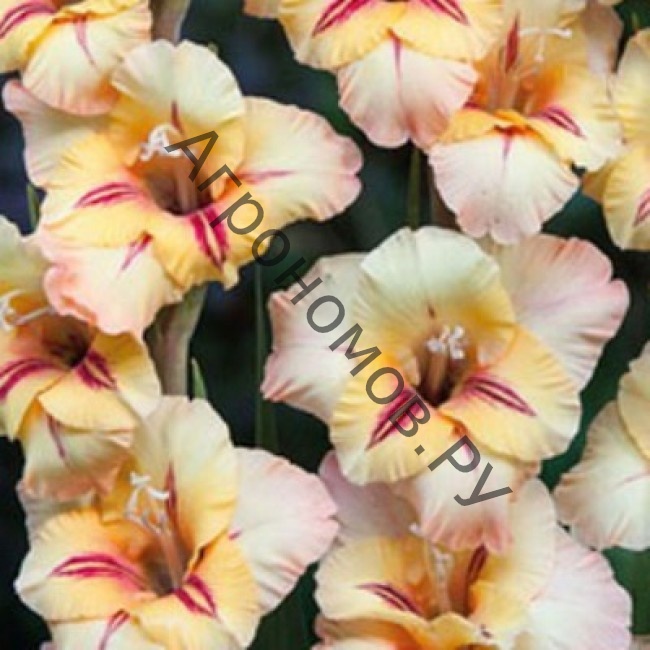 Гладиолус крупноцветковый Роза  - фото 1