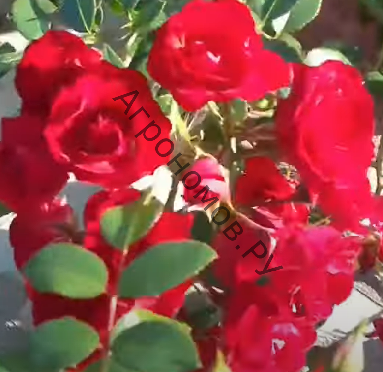 Роза почвопокровная Скарлет Мейандекор - фото 1