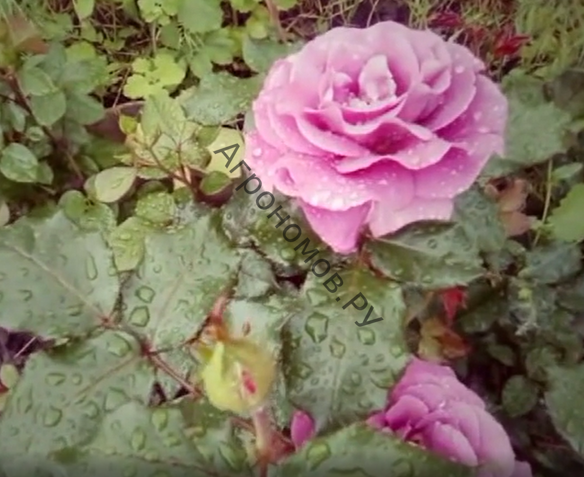 Роза парковая Лила Уандер - фото 1