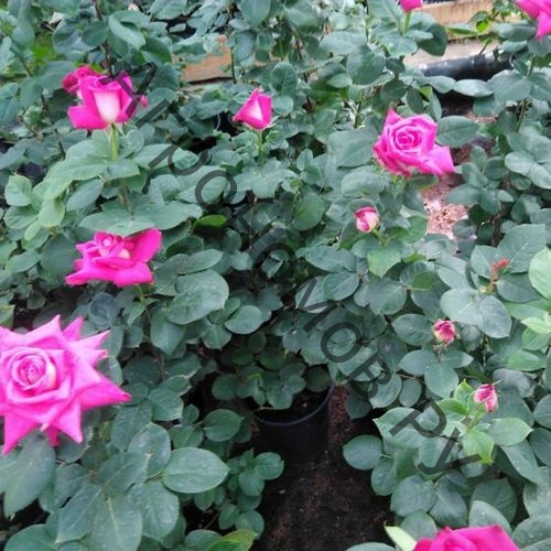 Роза чайно-гибридная Роза Гожар - фото 1