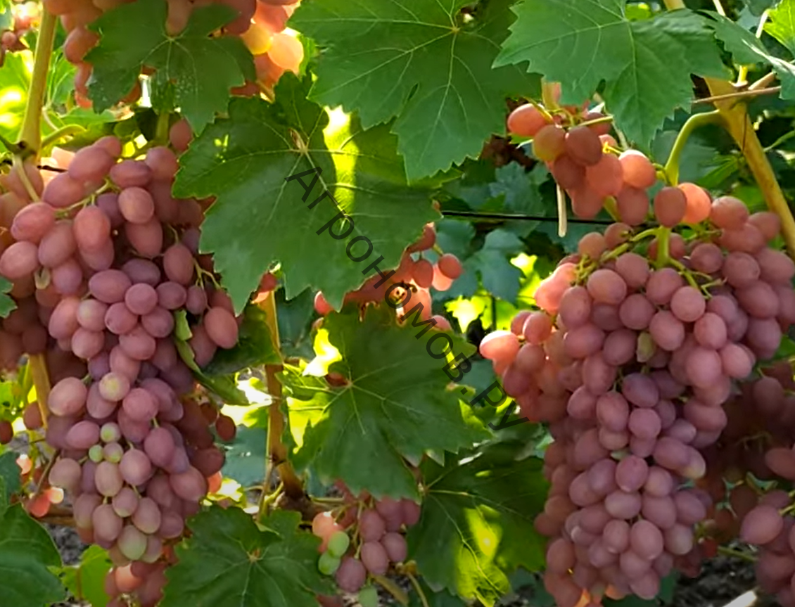 Виноград плодовый Кишмиш лучистый - фото 1