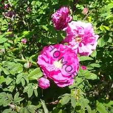 Роза морщинистая Ханза
