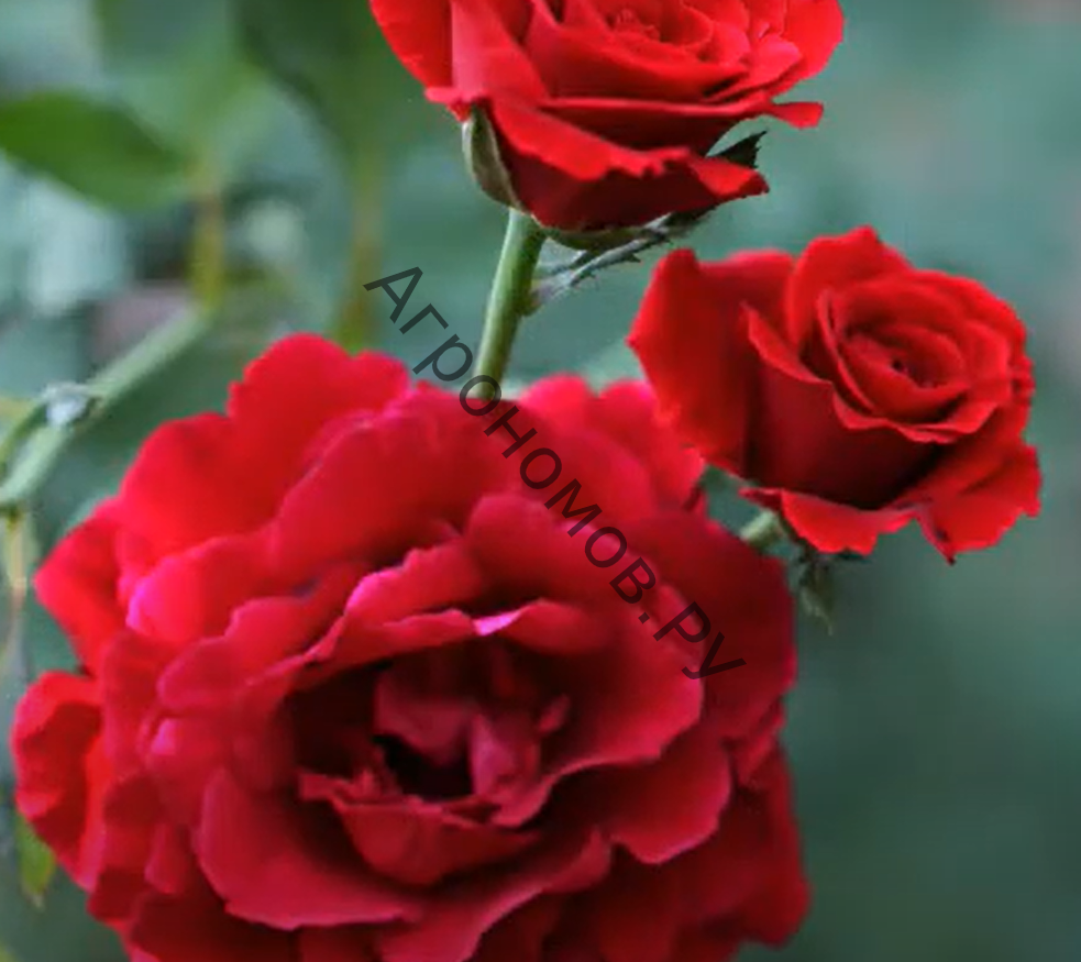 Роза плетистая Дон Жуан  - фото 1