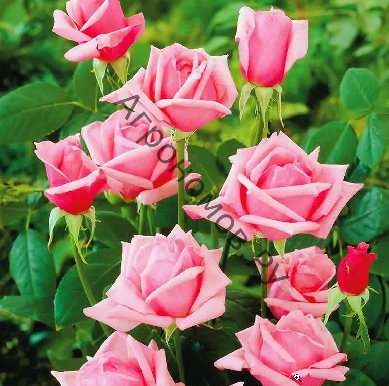 Роза чайно-гибридная Карина - фото 1