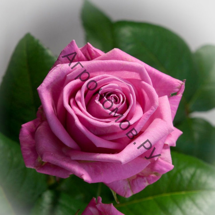 Роза чайно-гибридная Аква - фото 1