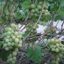 Виноград плодовый Талисман 