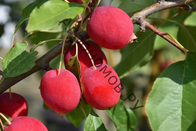 Дерево-сад (5 летка) яблоня 2 сорта Китайка Долго - Мелба - фото 1