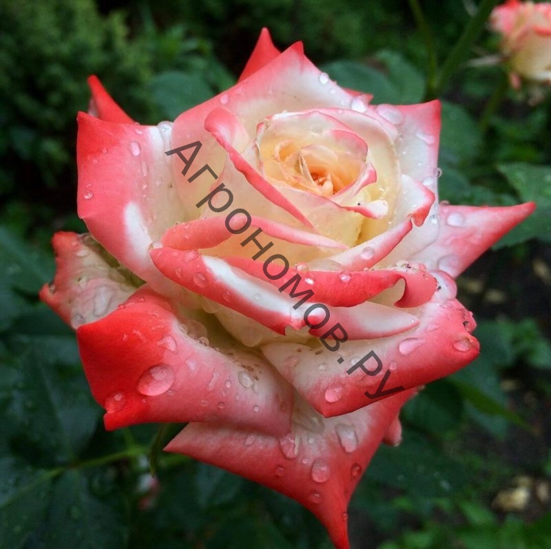 Роза чайно-гибридная Императрица Фара - фото 1