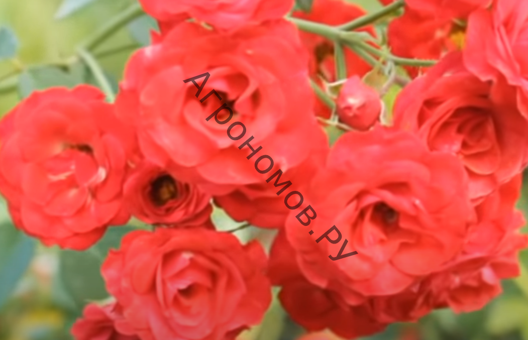 Роза почвопокровная Ред Фэйри - фото 1