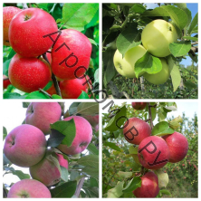 Дерево-сад (3-4 летка) яблоня 4 сорта Хоней Крисп - Налив белый - Мантет - Жигулевское