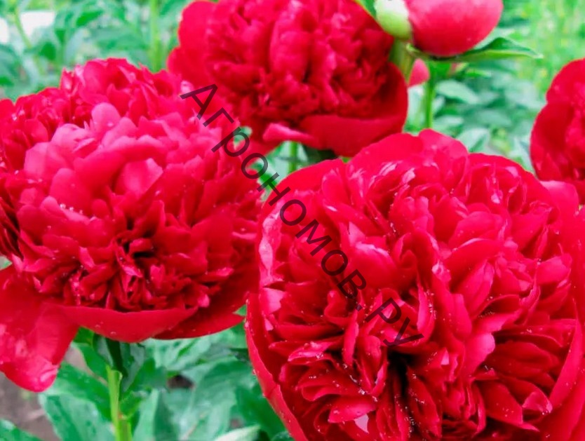 Пион молочноцветковый Ред Сара Бернар - фото 1